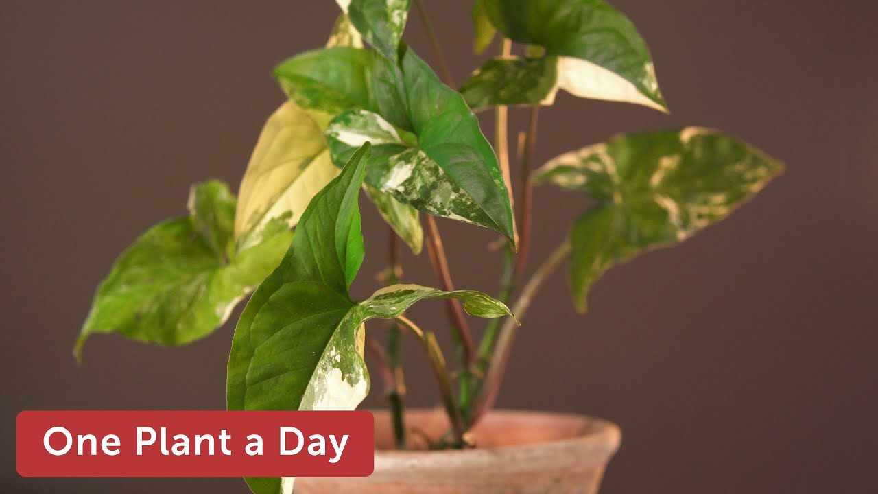 Syngonium podophyllum albo-variegatum (Variegated Arrowhead Vine) Houseplant Care — 21 of 365
