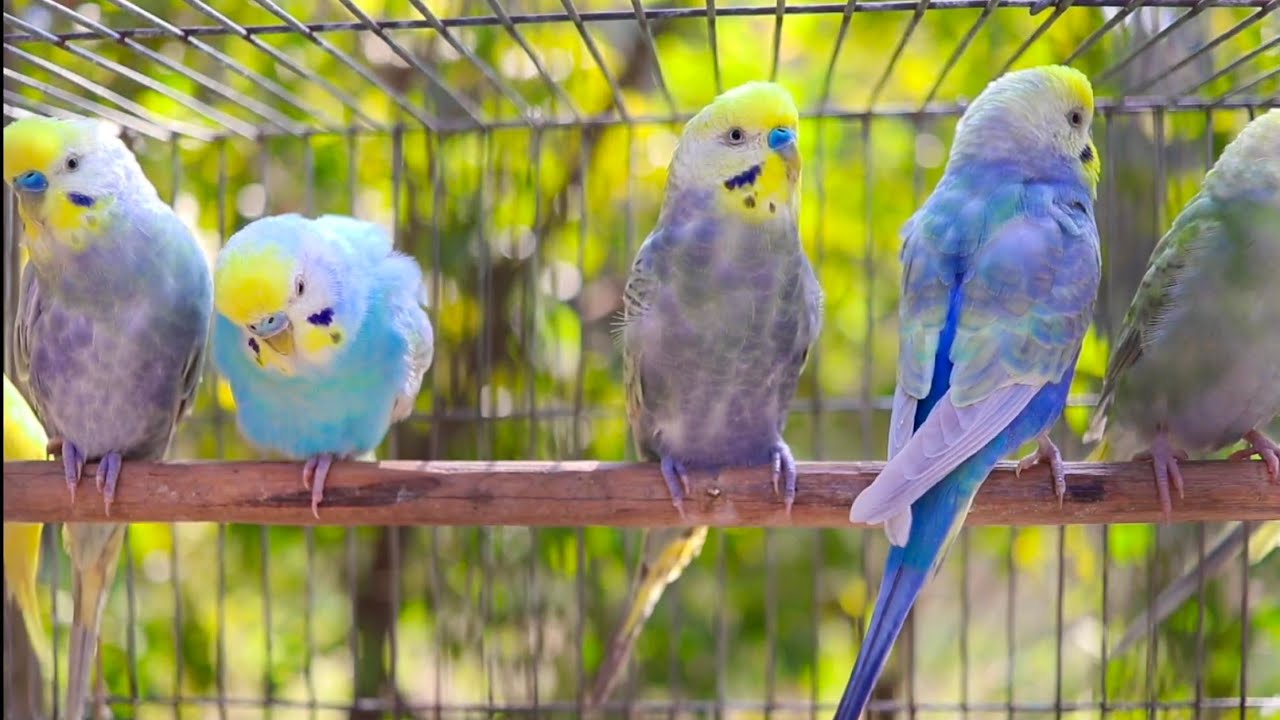 9 Hours of Budgie Best Friends - Mango and Chutney - Singing and Talking Sounds