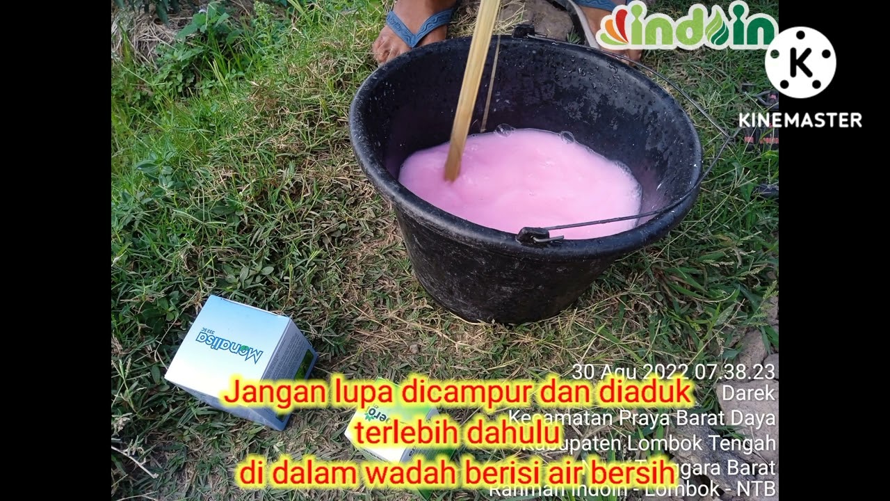 Emperor Monalisa Indoin - Atasi Antraknosa dan Keriting