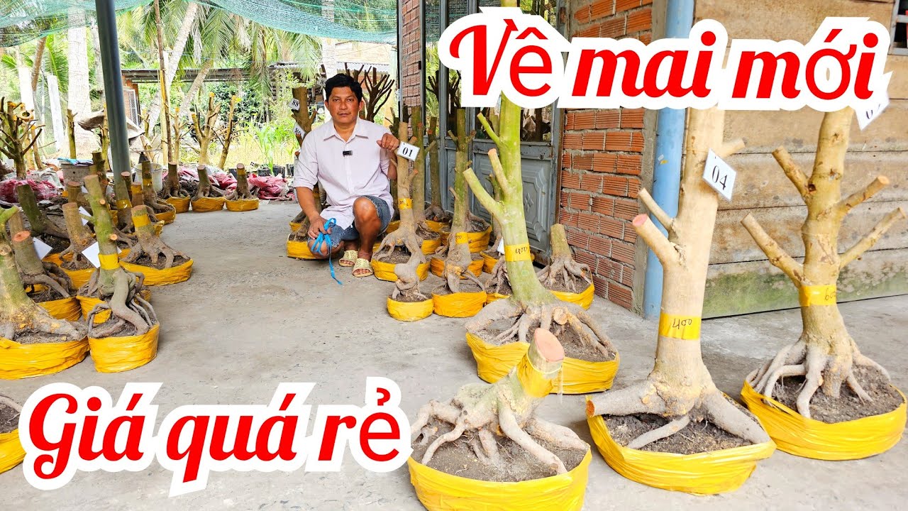 Anh Nam 📲 0865649529 về lô mai mới dáng thú mai vàng hoành to giá rẻ 6/2 Chợ Gạo (@MaivàngQuêdừa)