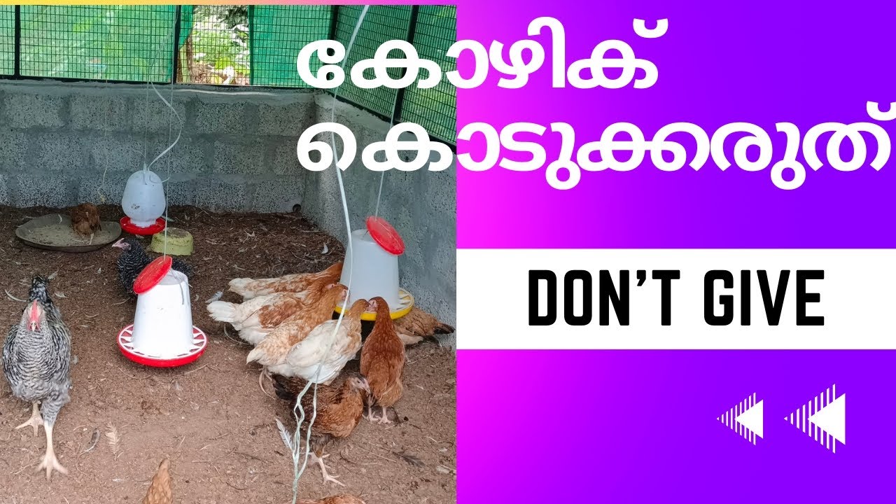 കോഴിക്ക് കൊടുക്കരുതാത്ത ഭക്ഷണങ്ങൾ / don't give these foods to hen