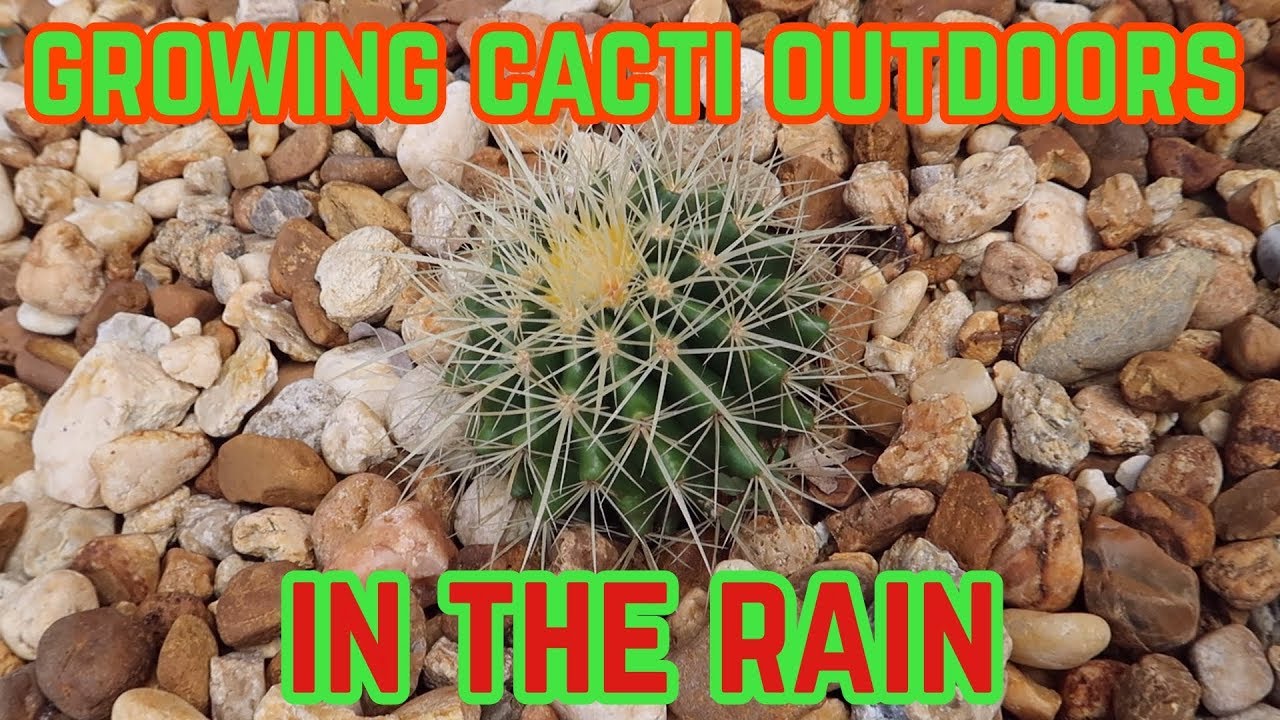 GROWING CACTI IN RAINY AREAS OUTDOORS | HOW TO GROW CACTI IN RAINY WEATHER