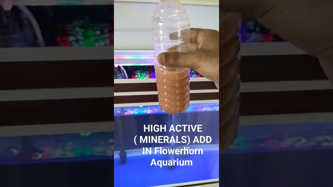 High Active Add in SRD FLOWERHORN FISH #aquarium #flowerhornfish #flowerhorn #flowerhorncichlid