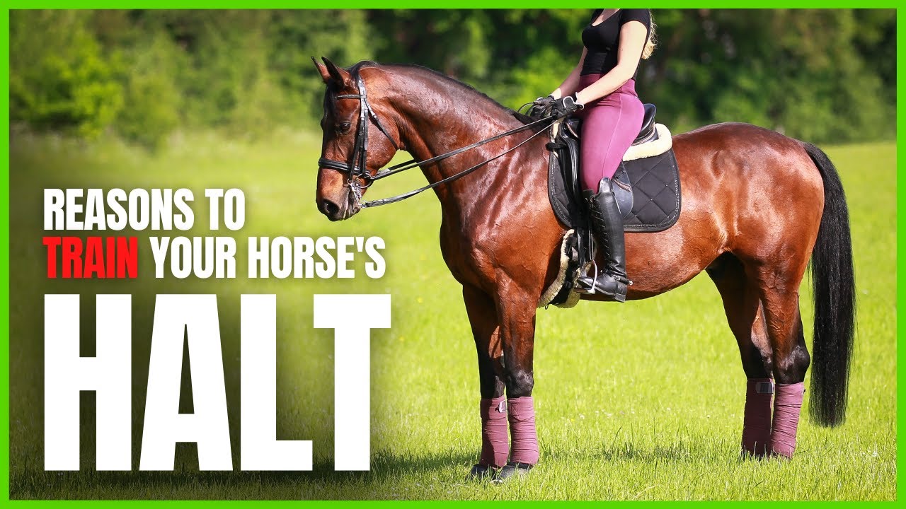 7 Reasons to TRAIN YOUR HORSE to HALT WELL from The Complete Online Dressage Course | HowToDressage