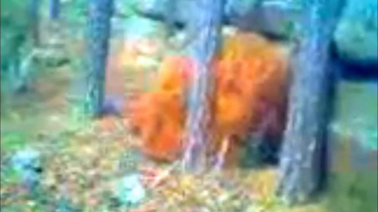 In 2012, kids filmed a strange creature in the woods near the village of Imantau, Kazakhstan