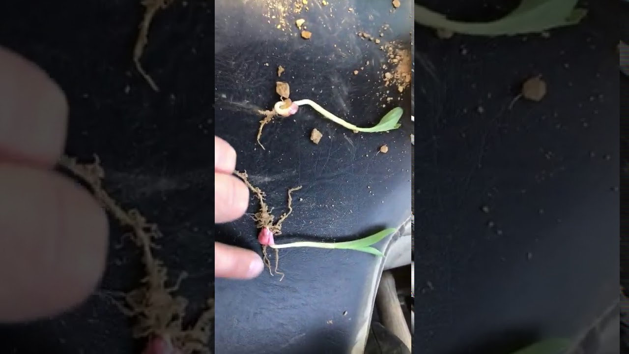 Sidewall Compaction Issues Scouting Corn