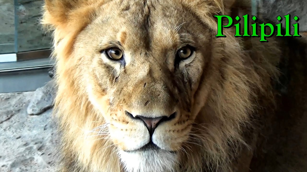 Lincoln Park Zoo Lion Cubs & Adults 🦁 They are Separated  9/27/2024 Chicago