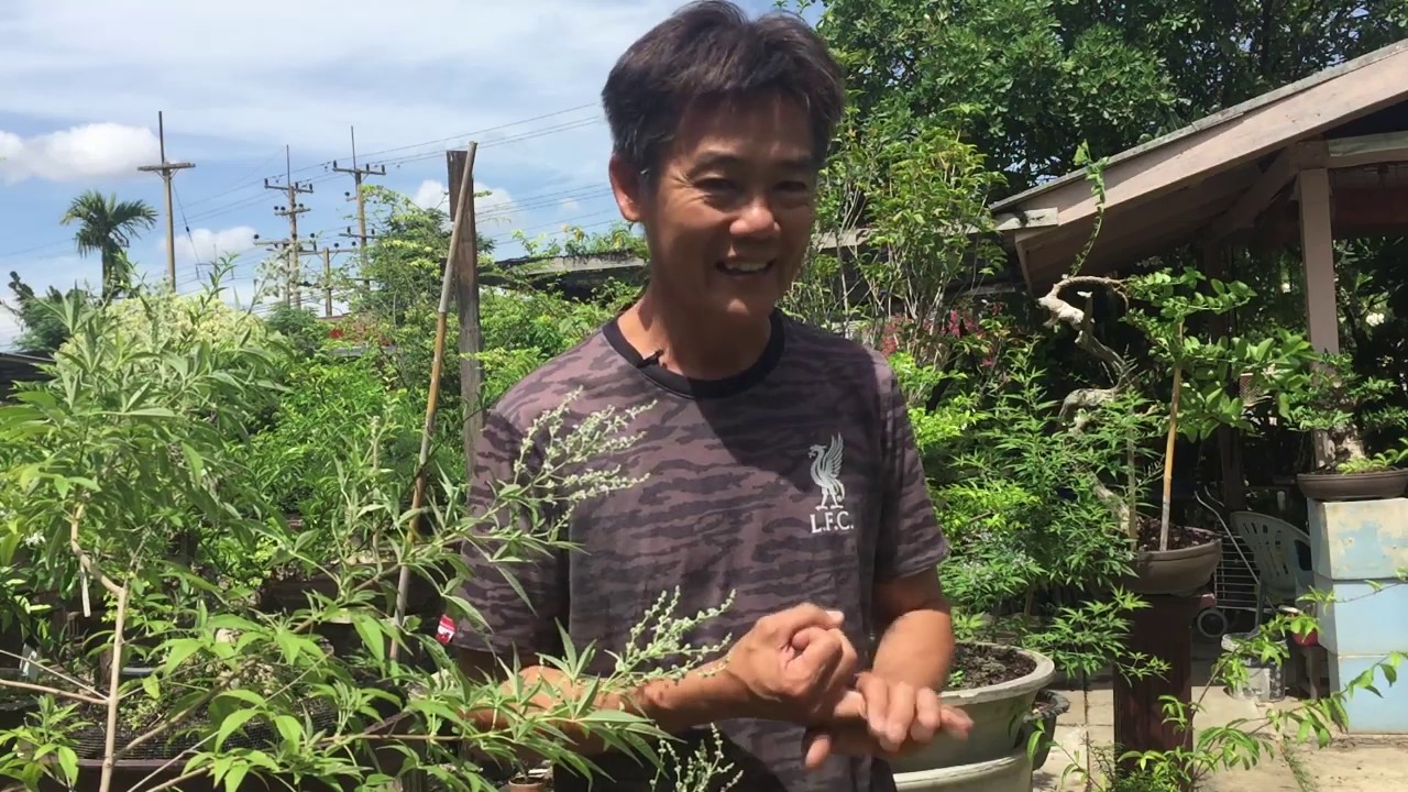 Bonsai Station [Freshy Station] EP. 9 แนะนำ ต้นโมก