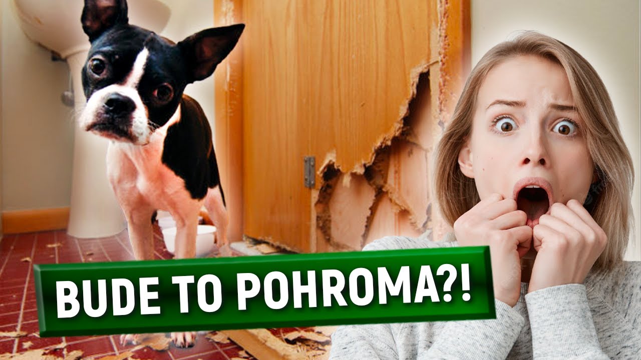 Co vše MUSÍTE vědět, než si pořídíte psa?