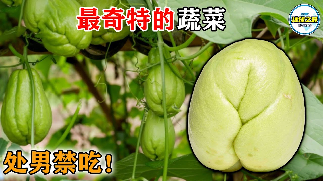 北美“欲望块茎”处男禁食，专为部落新婚夫妇准备？10 种长在美国的奇特蔬菜，你多半闻所未闻！丨地球之最#冷知识 #排名 #世界之最#地球之最top#世界之最top#top10#惊人发现#最惊人的