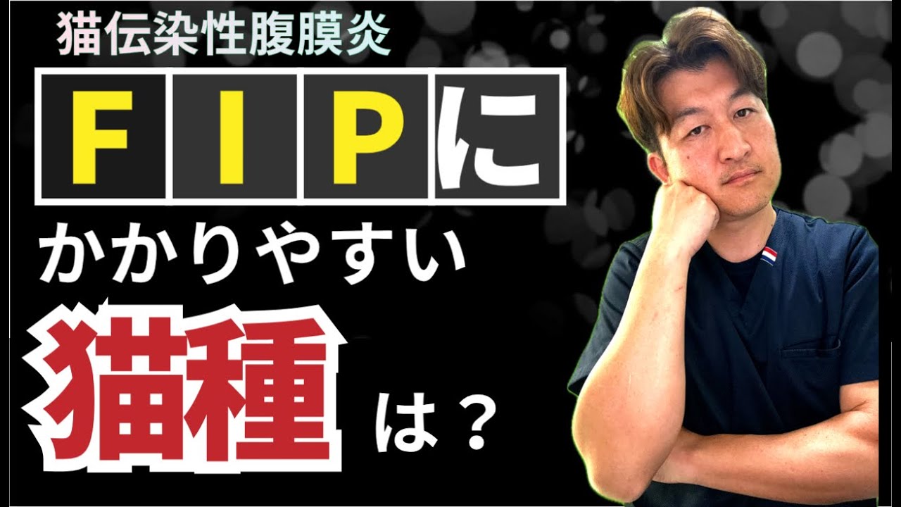猫伝染性腹膜炎（FIP）になりやすいかもしれない猫種＠猫伝染性腹膜炎（FIP）治療の実際 2024年⑧