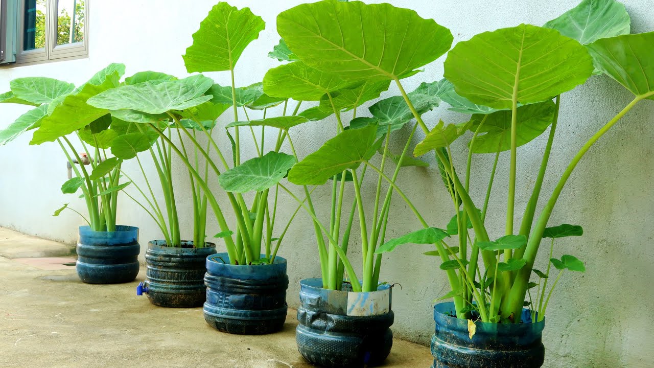 Recycle Plastic Bottles Grow Colocasia Gigantea at Home