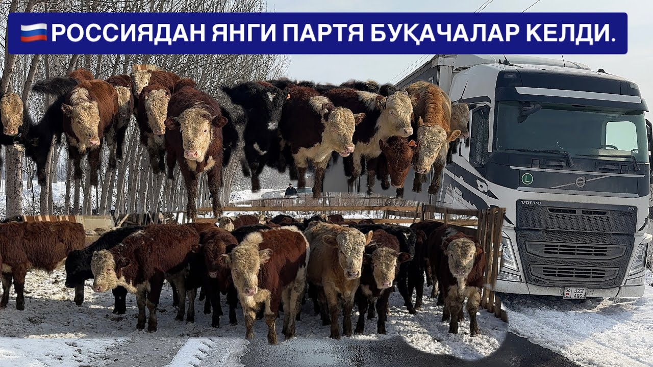 🇷🇺✅АРЗОН ЖОЙТИНИ ТОПДИМ СИММЕНТАЛ АБИРДИН АНГУС ГЕРЕНФОРД БУҚАЧАЛАР. 