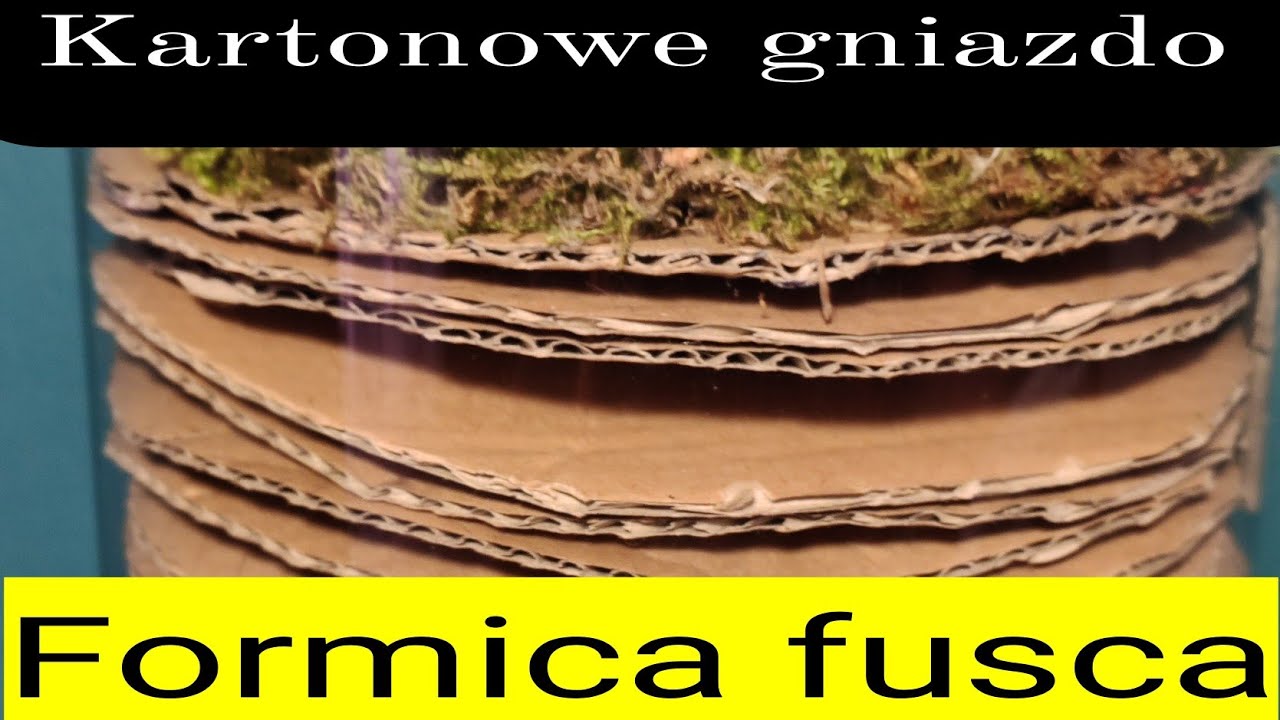 Kartonowe formikarium // 🐜🐜 DIY // Formica fusca // 🐜🐜
