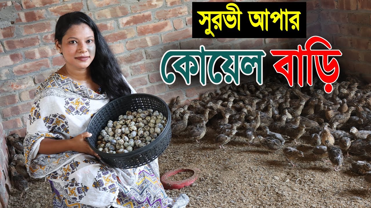 বগুড়ার তরুণ নারী উদ্যোক্তা সুরভী আপার লাভজনক কোয়েল পাখির খামার। Qual Farming