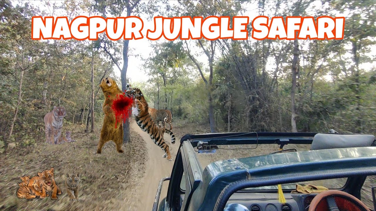 Tiger Cubs In Jungle 😮 || Nagpur Jungle Safari 🐅|| Part 2