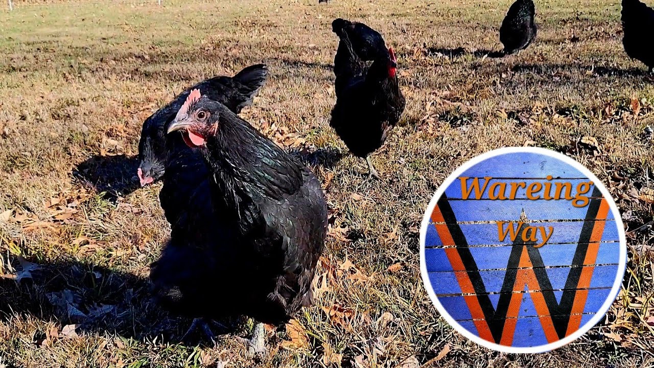 Jersey Giant chickens rule the roost! Setting up the hoop house & expanding the pasture!