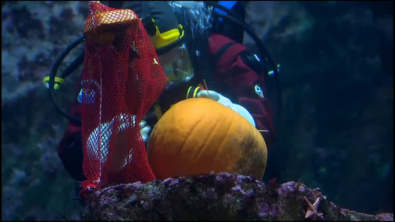 WATCH: Underwater pumpkin carving at Seattle Aquarium