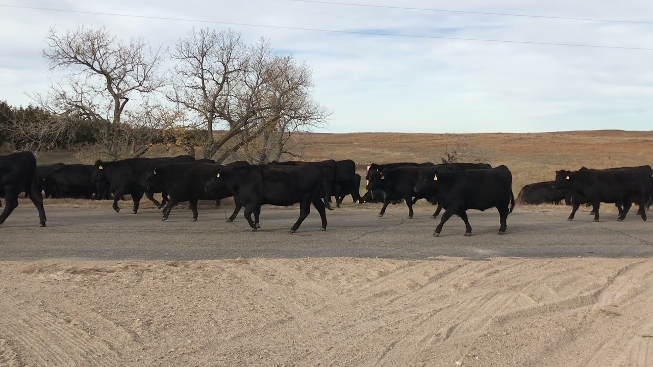 Hiefers 2021-Moving back from pasture