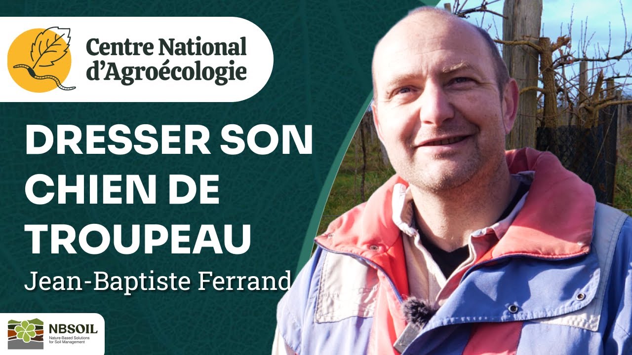 Le dressage canin pour la conduite de troupeau bovin - Portrait de ferme : Lait P'tits Béarnais