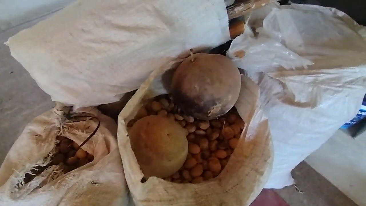 Mãe e filha nos preparativos da puba da mandioca 
