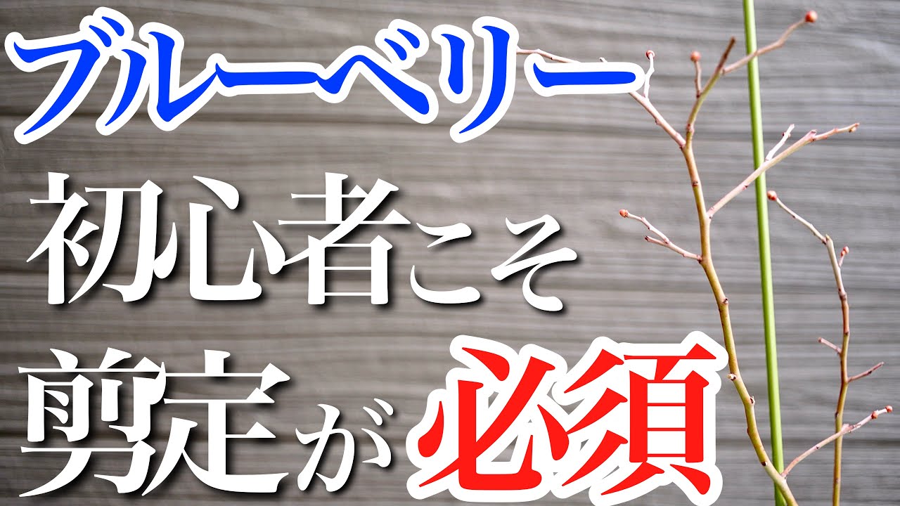 【ブルーベリー】この冬に初心者こそ必ずすべき剪定を教えます