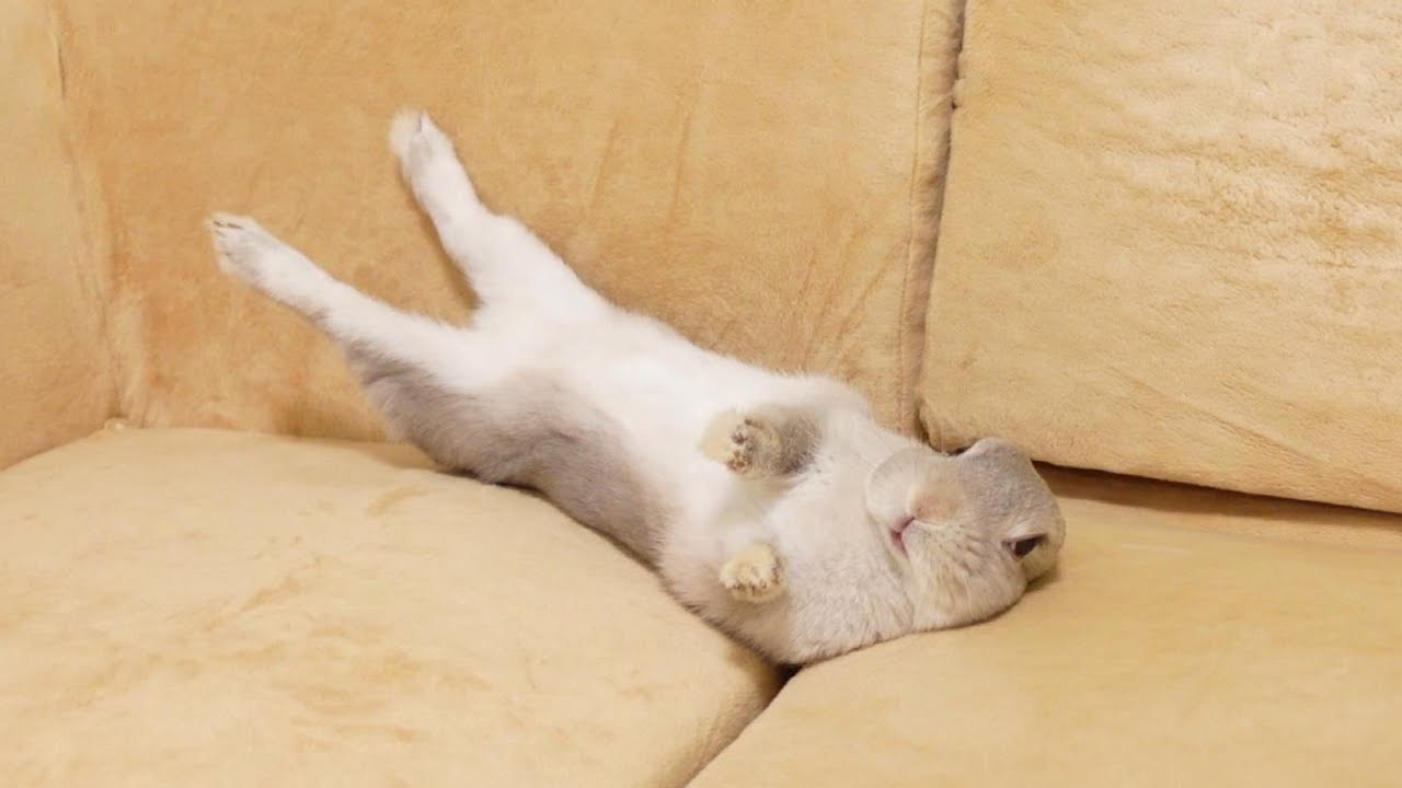 ふとソファーを見たらなんかすごい体勢で助けを求めるうさぎさんと目が合いました