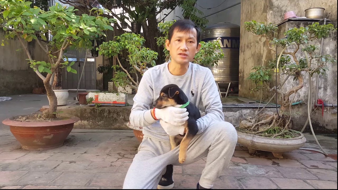 HUẤN LUYỆN CHÓ SỦA - BUỔI 7: SỦA CẢNH BÁO (LỆNH SỦA) | HLV Thiếu tá Hà Xuân Hoàng