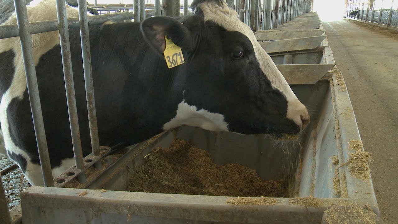 Milk Production Research at USDA