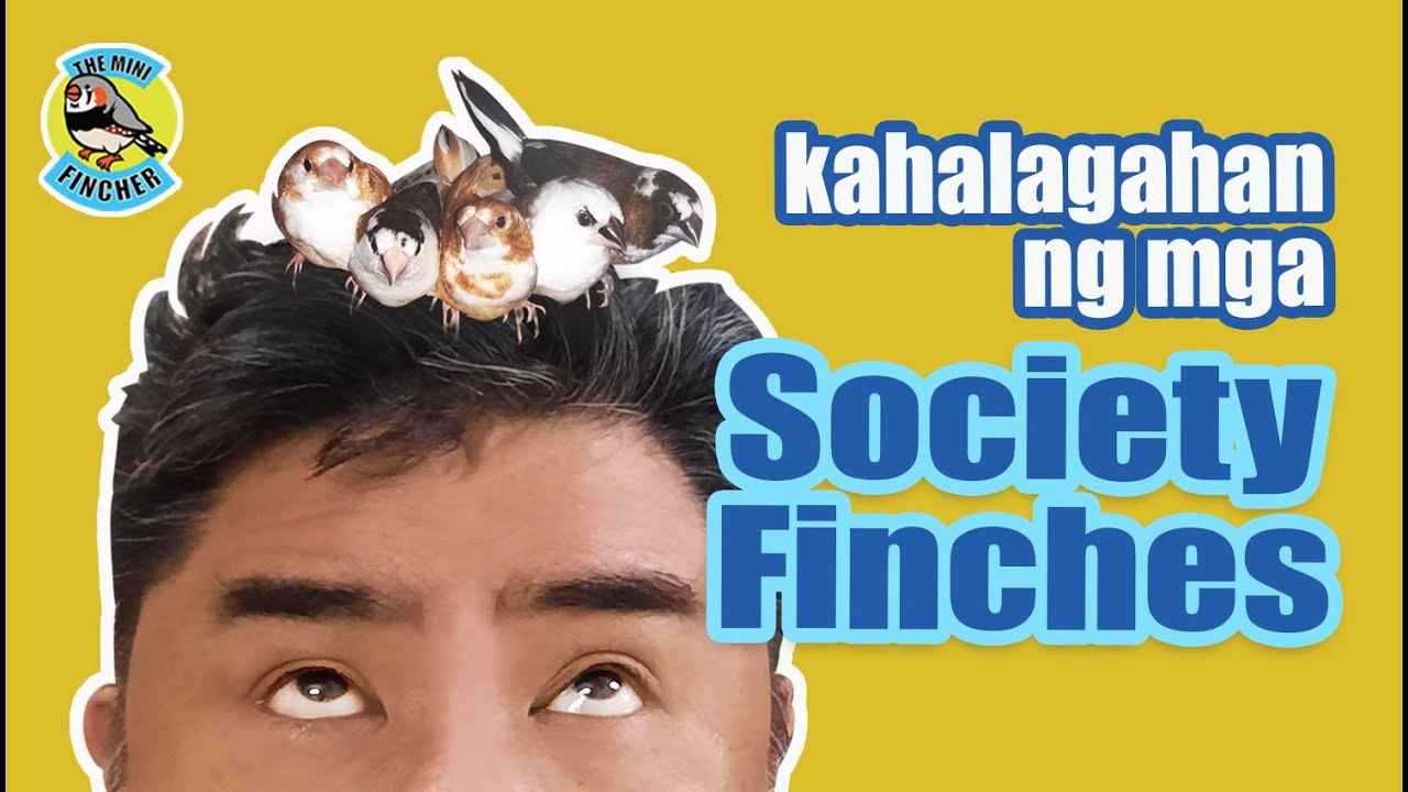 Ep.17:  The importance of Society Finches