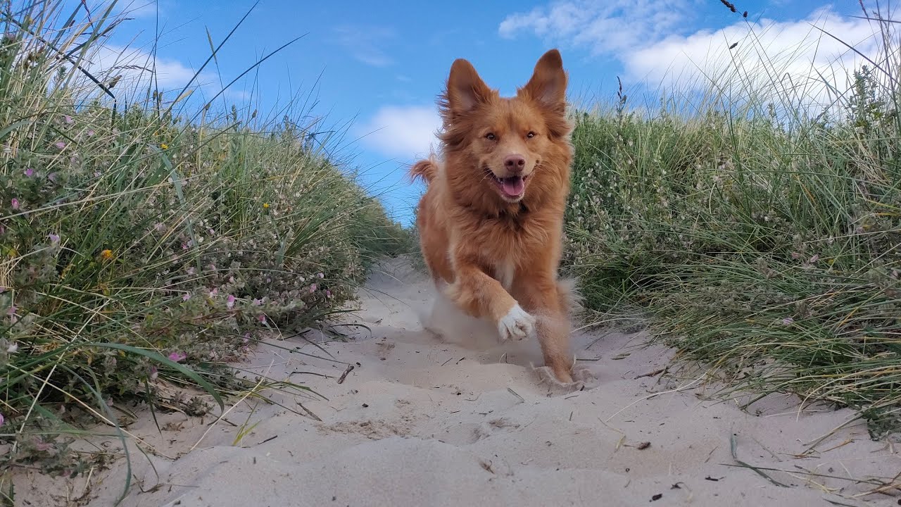 Oti adventure Toller enjoys Findhorn bay ☺️ Such great sandy beach fun!!