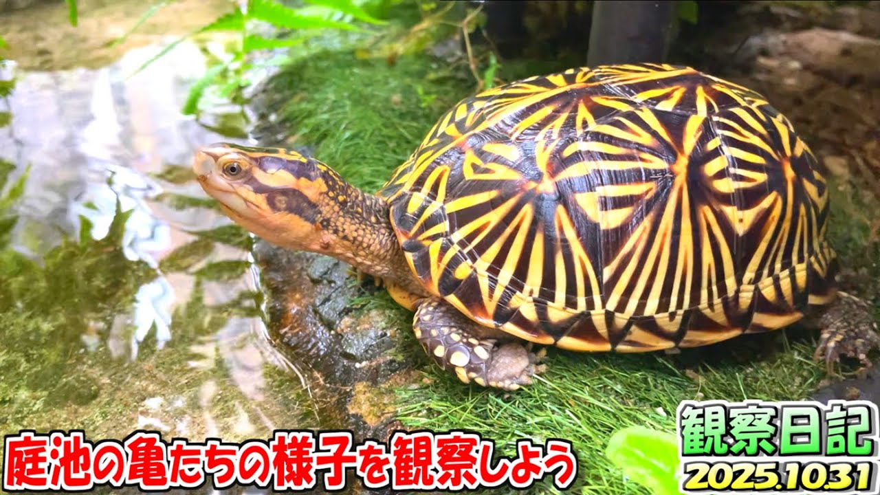 冬眠前の亀たちの様子【2025.10.31】