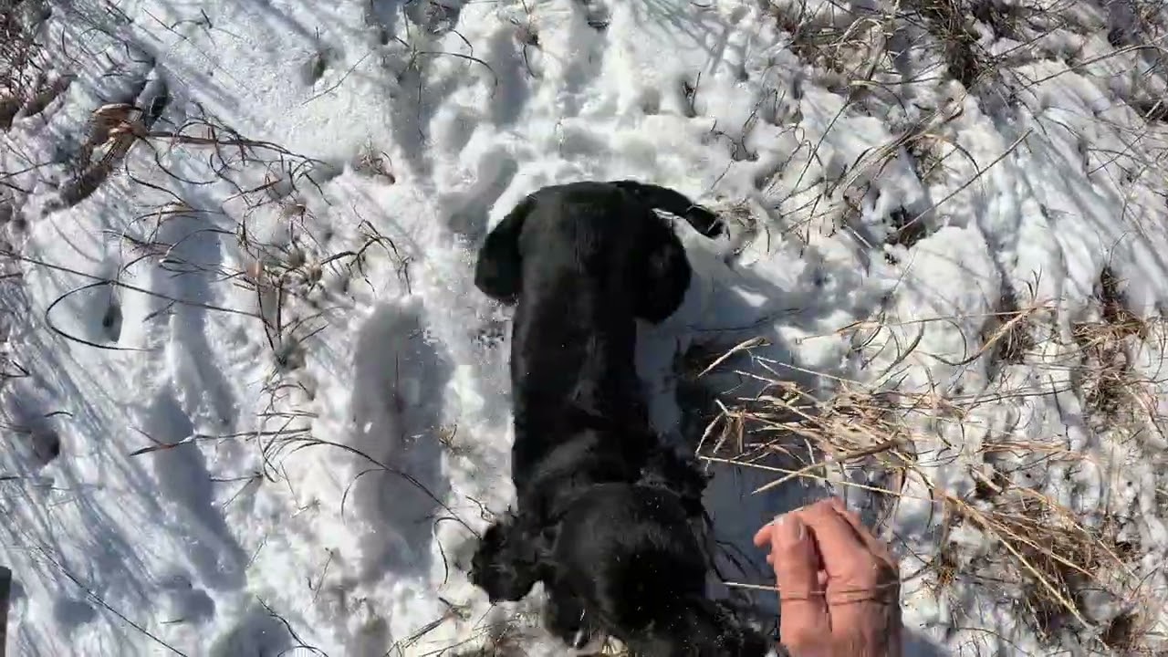 Kitty on a challenging Chukar run