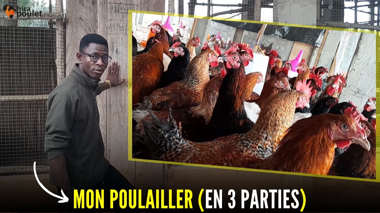 (EPISODE 05) Comment Gérer et Rentabiliser Votre Poulailler?, Élevage de Poulet Rentable en Afrique