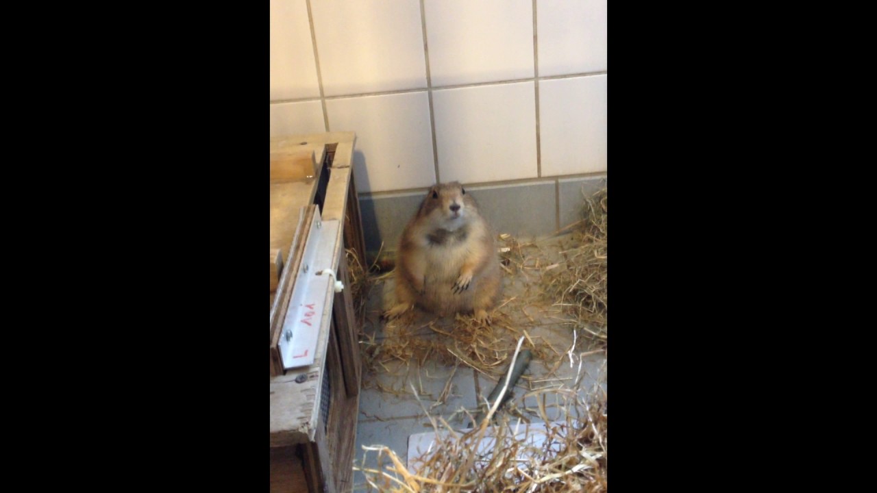 Nieuw bij AAP: prairiehondje Yahi - Stichting AAP