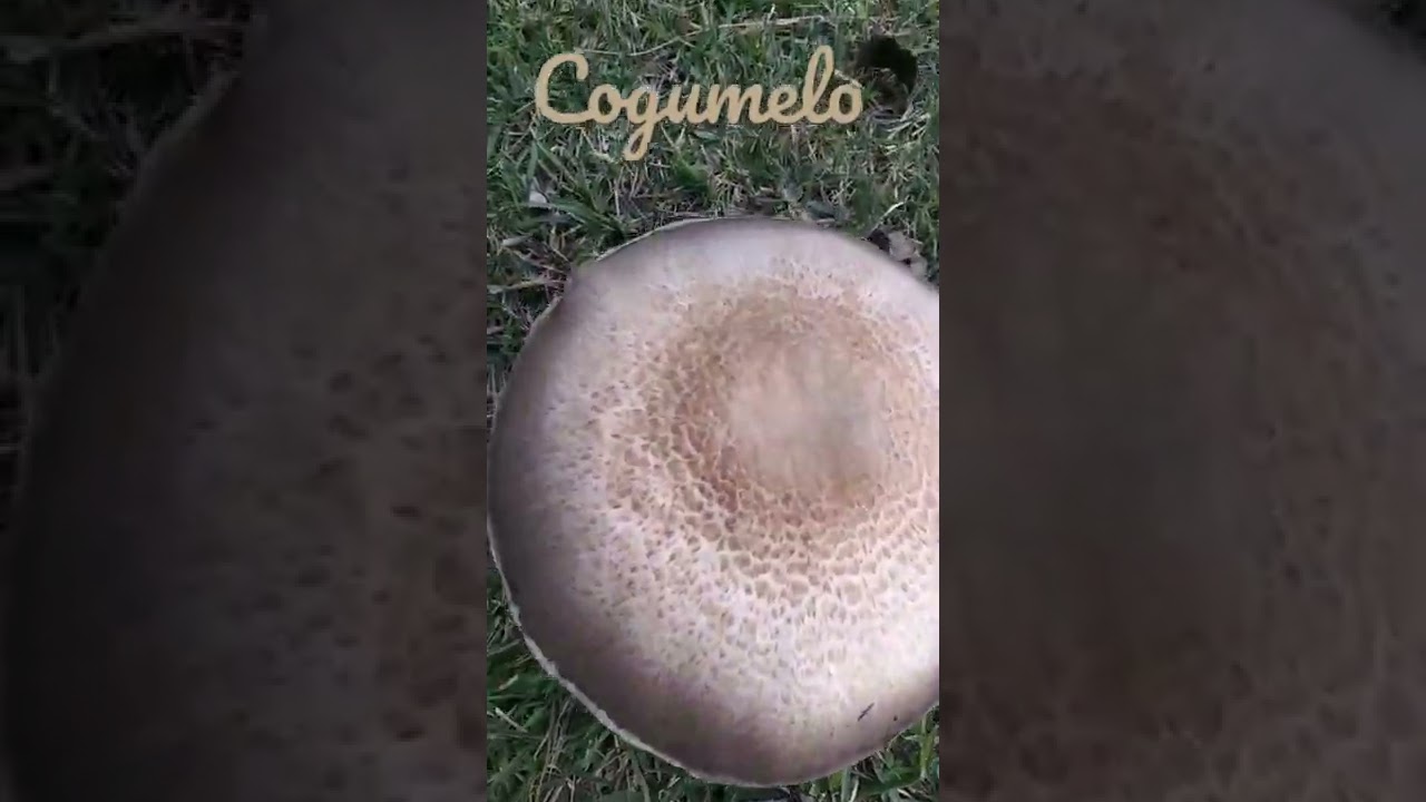 Cogumelo/(Amanita phalloides) [Ler Descri&ccedil;&atilde;o]