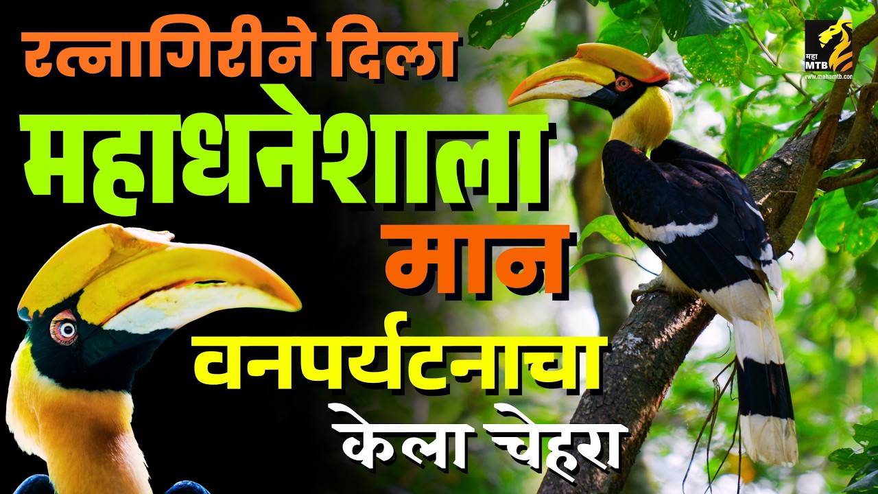 महाधनेशाला का केला रत्नागिरीच्या वनपर्यटनाचा चेहरा ? | Ratnagiri Flagship Species | MahaMTB