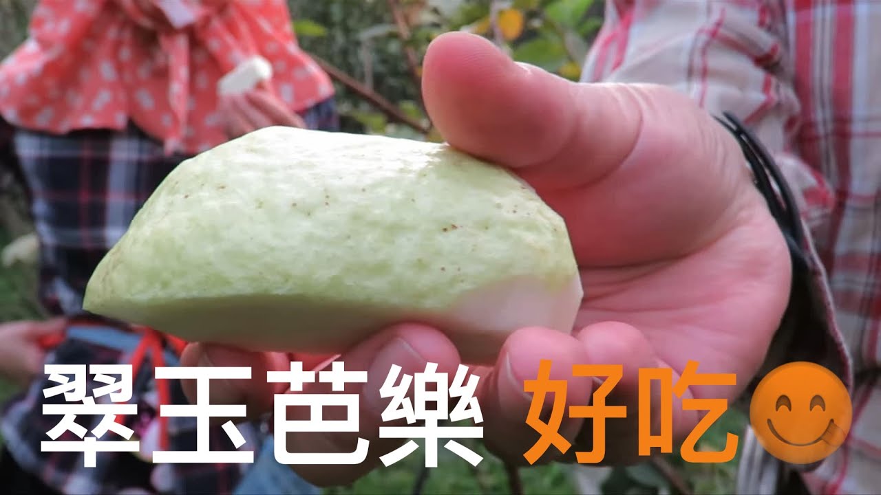 完全沒有種籽的芭樂，您吃過嗎？