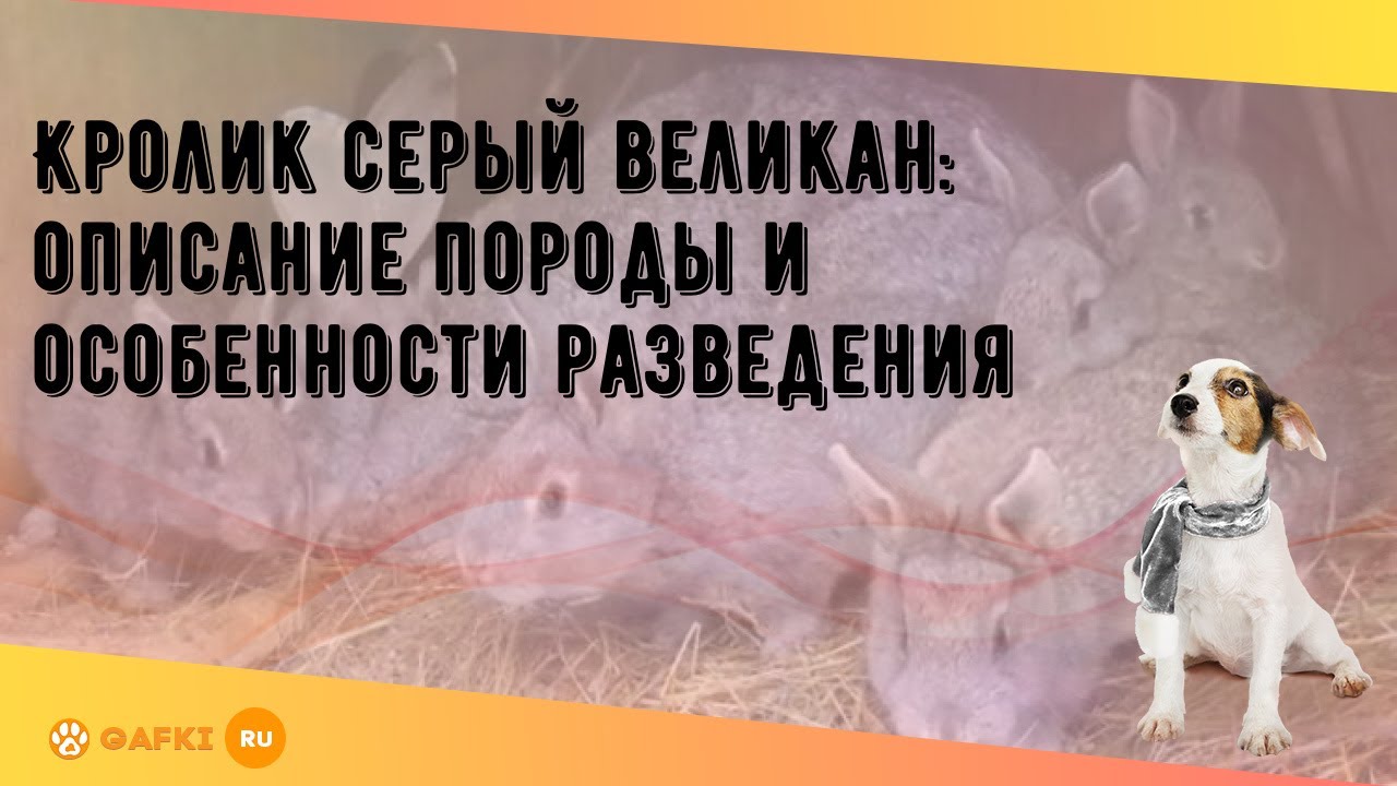 Кролик серый великан: описание породы и особенности разведения