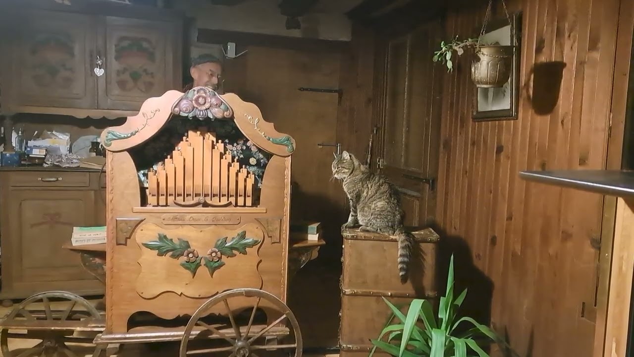 Ah dit donc dit donc ...c est l plus beau chat 🐱 