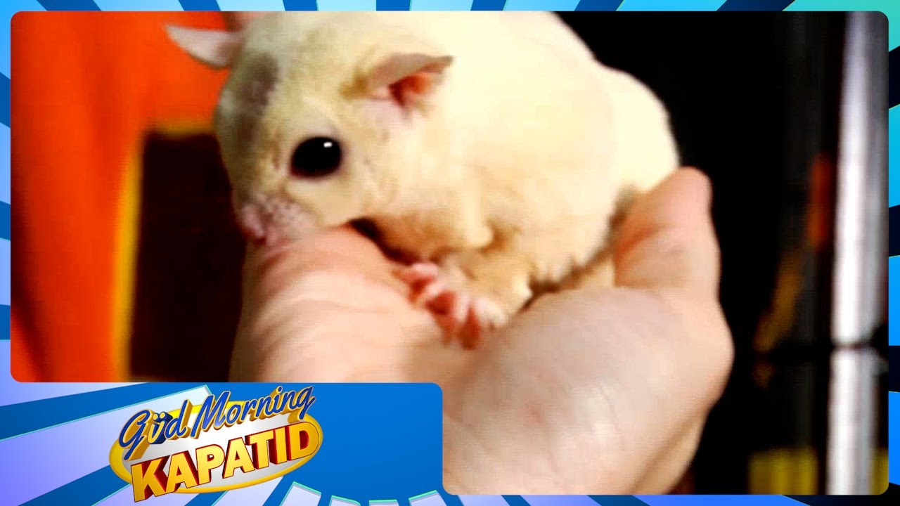Bet Na Pet: Sugar Gliders | Gud Morning Kapatid