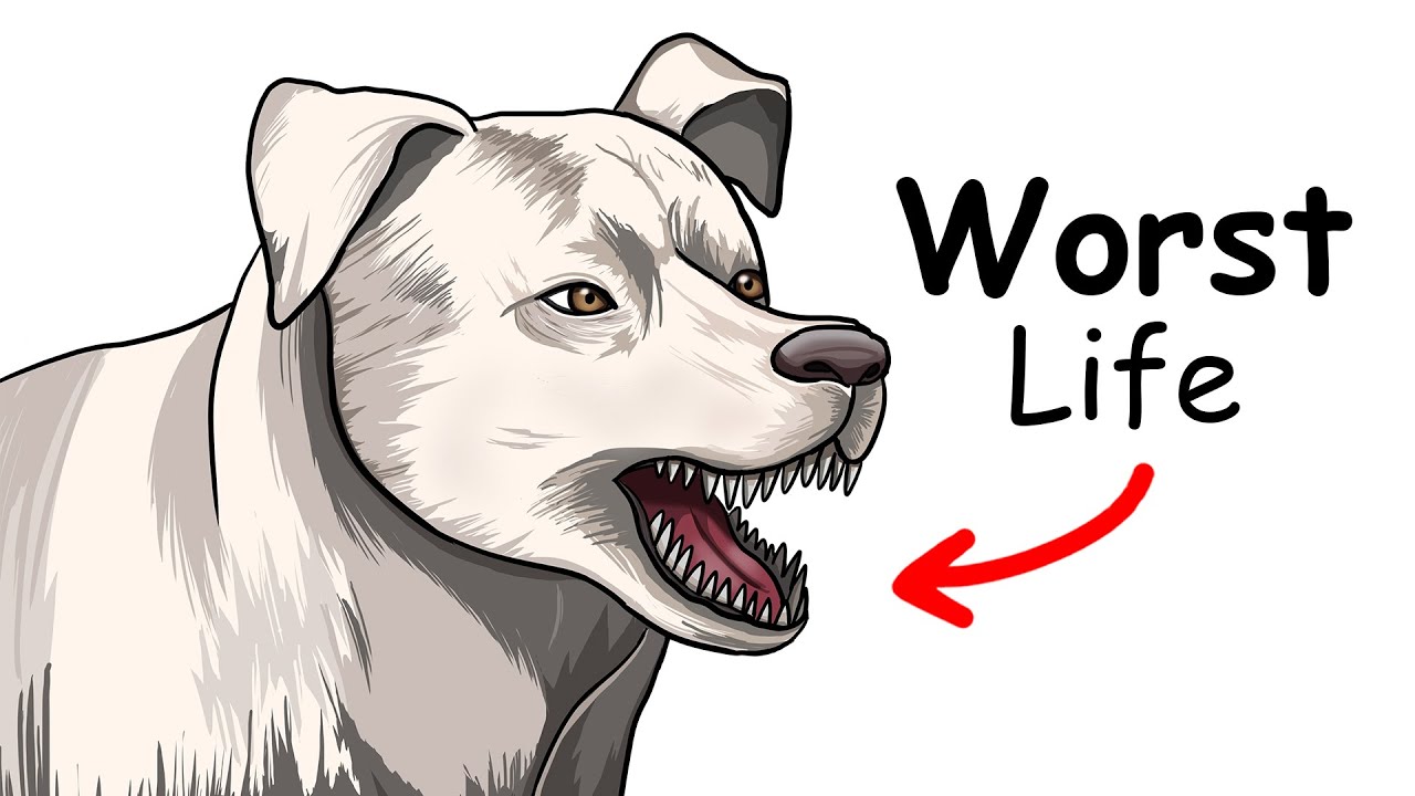 Your Life as a Hunting Dog in the Middle Ages