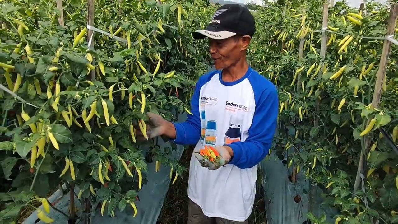 cabe rawit viral berbuah sangat lebat