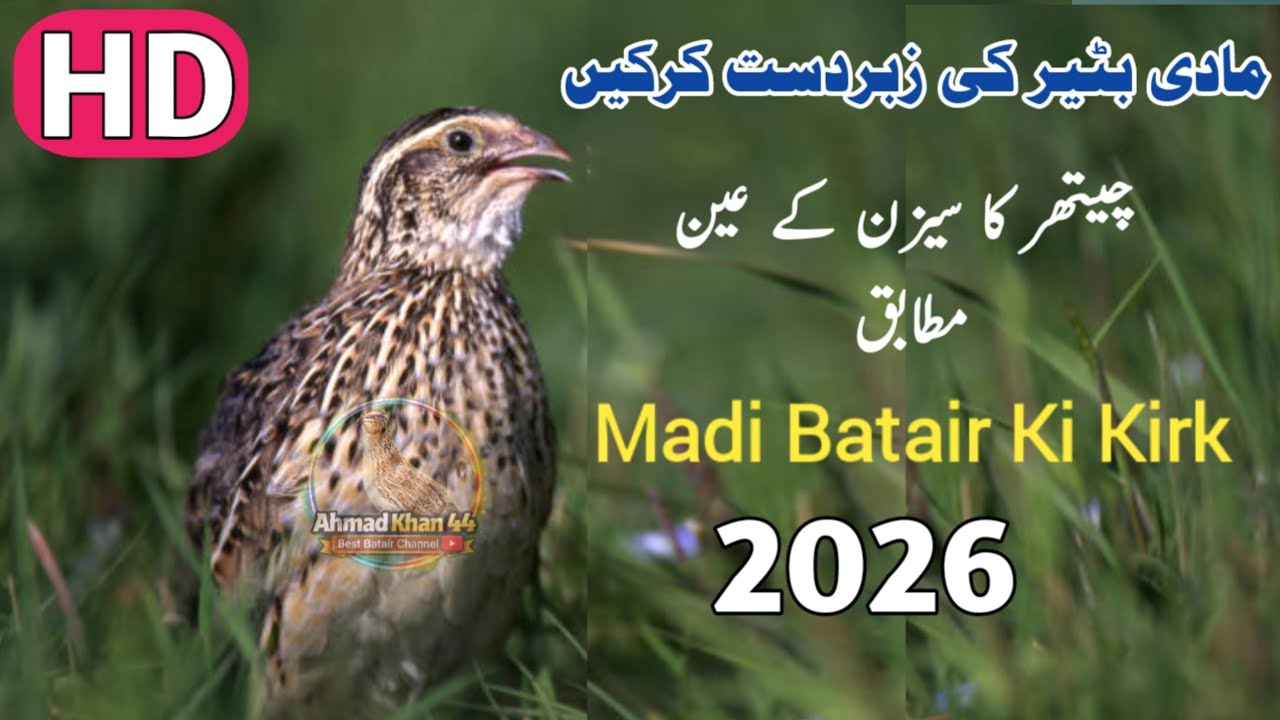 Madi Batair Ki Kirk New 2026 |   Female Quail Sound |Madi Batair Ki Zabardast Kirk 🔥 New Season 2026