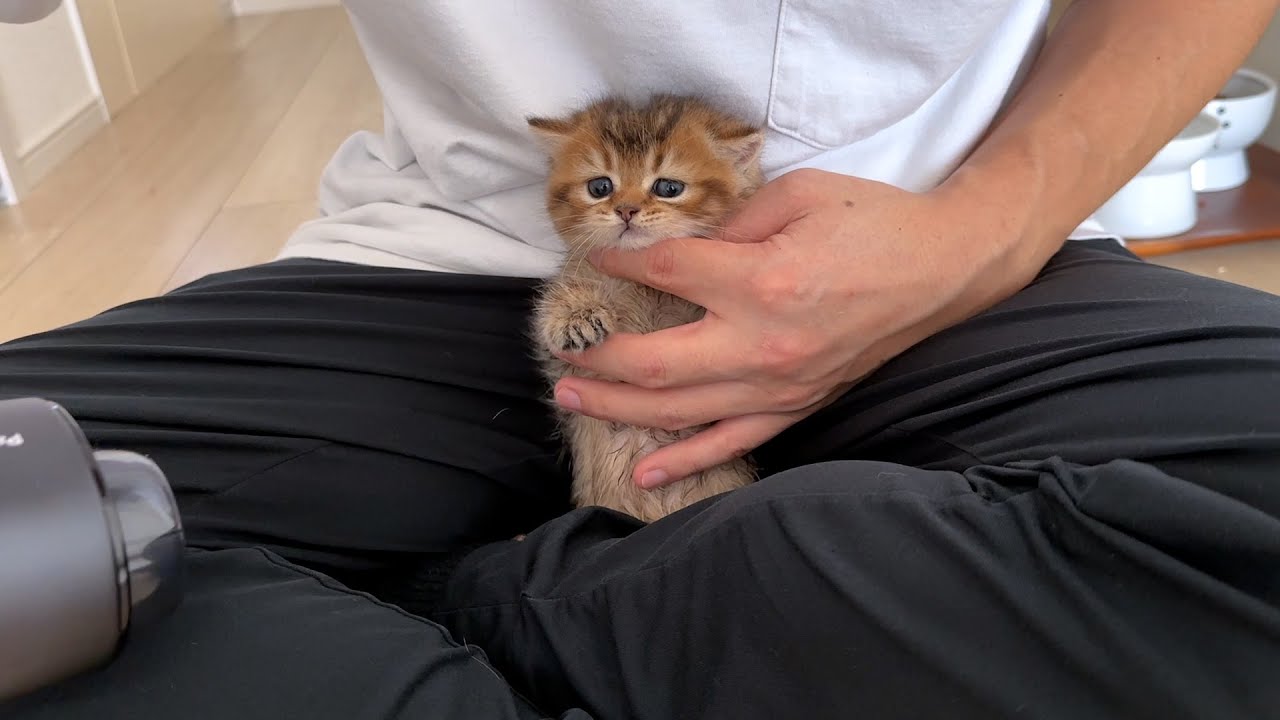 This is what happened when I dried Lili's kittens with a hair dryer!