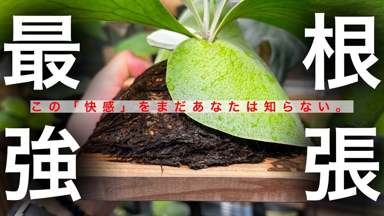【衝撃ドMAX】で「根」が