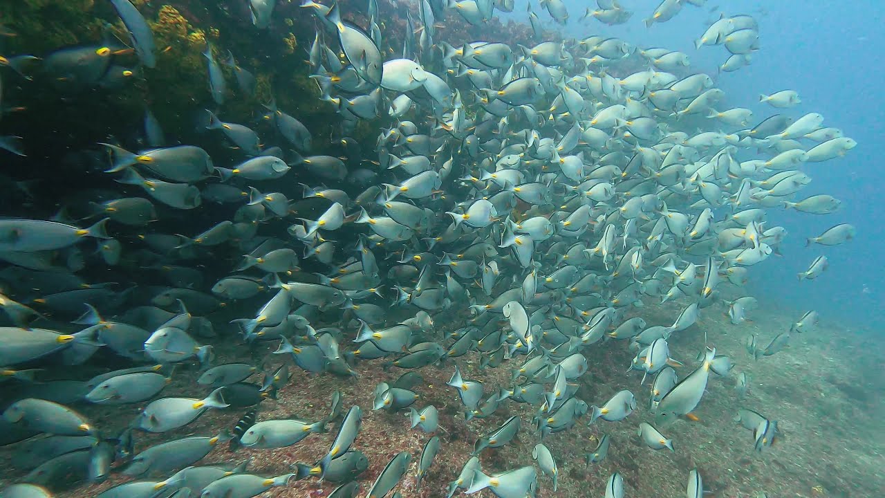 Diving Cape Verde Sal Santa Maria Turtle Place  wreck Tauchen Kapverden Cabo Verde chill music
