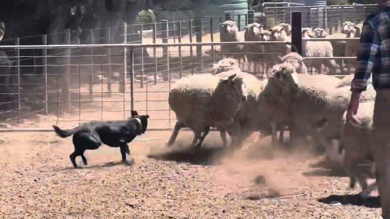 GOGETTA BEAST Lot 11 AuctionsPlus SHEEP