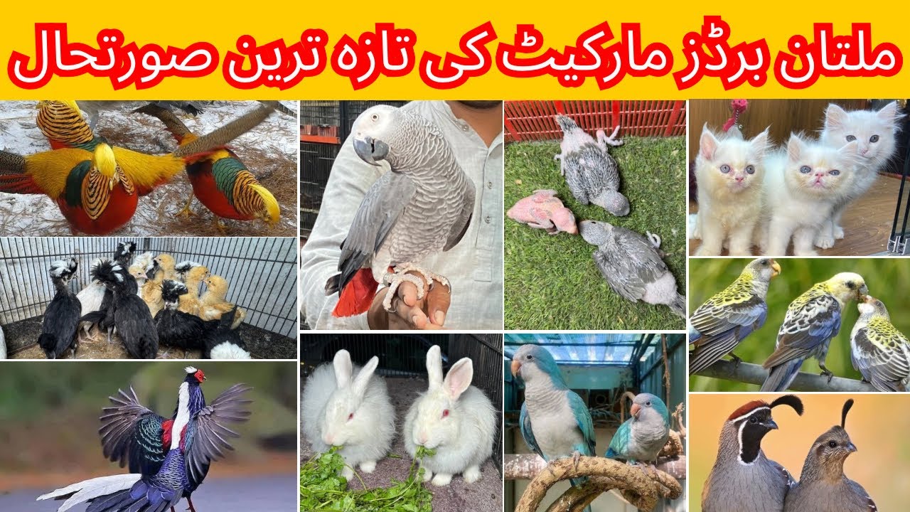 Multan Birds Market Rashadabad Birds Home Latest Update All Fancy and Imported Birds Available Here
