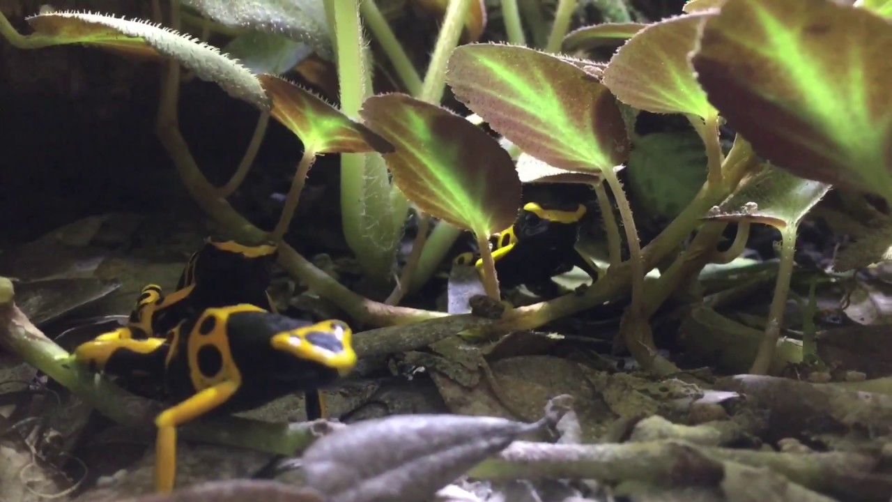 How to feed your Poison Dart Frogs
